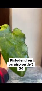 Philodendron paraiso verde, Ophalen of Verzenden