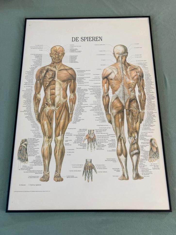 La musculature et l'affichage musculaire, Maison & Meubles, Accessoires pour la Maison | Décorations murale, Comme neuf, Envoi