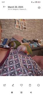 650€SuperTame pyrhuras  zeer slime en frendlijke 3 pyrhuras, Dieren en Toebehoren, Vogels | Parkieten en Papegaaien
