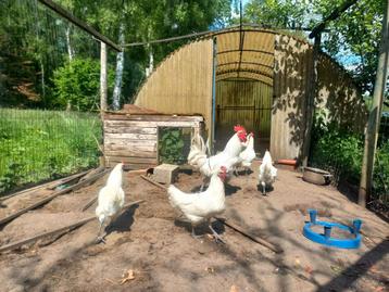 Broedeieren Poel de bresse, Dieren en Toebehoren, Geslacht onbekend, Kip
