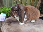 Bruin bonte ram, Dieren en Toebehoren, Konijnen, Mannelijk, Dwerg, Hangoor, 0 tot 2 jaar