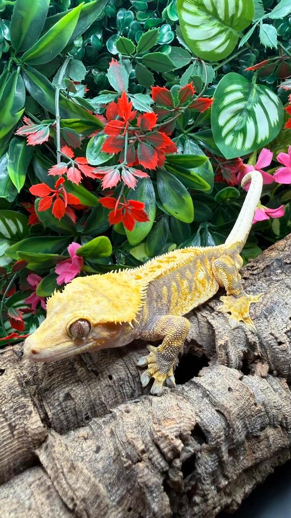 Mannelijke kuifgekko (3 jaar) — Harlequin Morph, Dieren en Toebehoren, Reptielen en Amfibieën