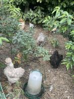 Raszuiver zijdehoen en brahma kriel Isabel patrijs, Dieren en Toebehoren, Pluimvee