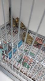 BF Grasparkieten, Dieren en Toebehoren, Meerdere dieren, Parkiet, Geringd
