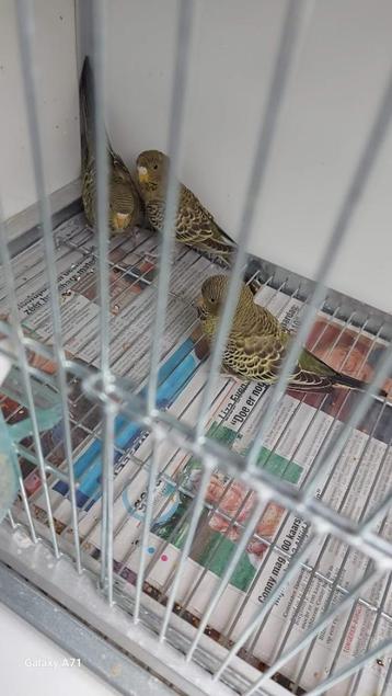 BF Grasparkieten, Plusieurs animaux, Perruche, Bagué
