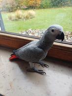 Gris du gabon de 12 semaines, Animaux & Accessoires