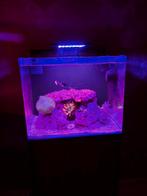 Blue Marine reef 90 zee aquarium, Dieren en Toebehoren, Ophalen, Zo goed als nieuw