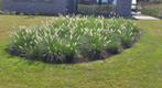 Pennisetum, Tuin en Terras, Ophalen, Volle zon, Vaste plant, Siergrassen