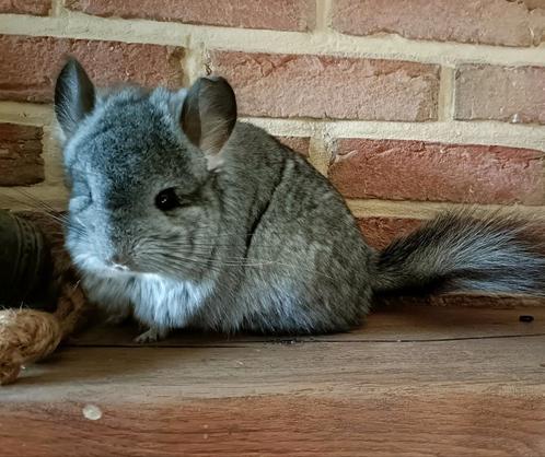 Chinchilla vrouwtje, Dieren en Toebehoren, Knaagdieren, Chinchilla