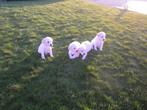 Blonde Labrador pups, Dieren en Toebehoren, Meerdere, 8 tot 15 weken, Meerdere dieren, België