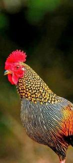 Dieren opvang, Dieren en Toebehoren, Kalkoen