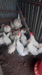 Witte leghorn en bruine isa brown  aan de leg en ingeënt, Dieren en Toebehoren, Pluimvee