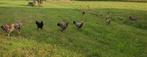 Porselein leghorn, Dieren en Toebehoren, Meerdere dieren, Overige soorten