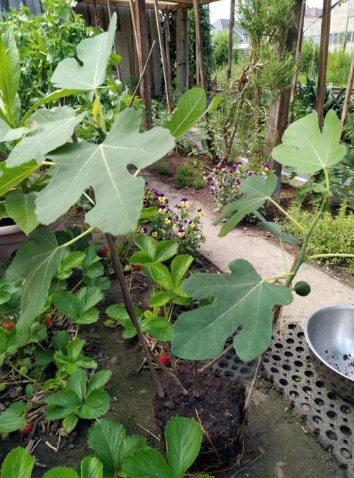 VIJGENBOOM, Tuin en Terras, Planten | Bomen, Ophalen