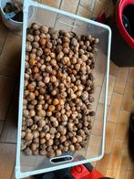 Okkernoten, Tuin en Terras, Planten | Bomen, Ophalen