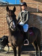 D pony ruin, Dieren en Toebehoren