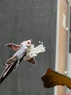 Sturisoma, Dieren en Toebehoren, Vis, Zoetwatervis