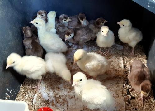 Kalkoen kuikens te koop, Dieren en Toebehoren, Pluimvee, Kalkoen, Geslacht onbekend