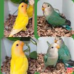 Roseicollis Agapornis, Dieren en Toebehoren, Vogels | Parkieten en Papegaaien, Meerdere dieren, Dwergpapegaai of Agapornis, Geringd