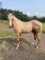 Quarter hengst 2024, Hengst