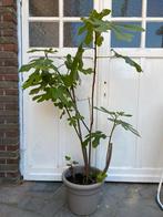 Vijgenboom, Tuin en Terras, Planten | Bomen, Ophalen