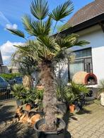 Palmboom Trachycarpus wagnerianus 130cm tamhoogte, Tuin en Terras, Planten | Bomen, In pot, Lente, Volle zon, Ophalen