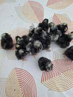 poussins d'un jour de Malines Cuckoo, Animaux & Accessoires, Sexe inconnu, Poule ou poulet