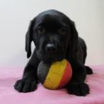 Labrador (teefjes) Zwart & Chocolat - pups te koop, Dieren en Toebehoren, Honden | Retrievers, Spaniëls en Waterhonden, België