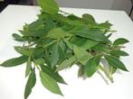 laurier frais (feuilles) 150 gr, Jardin & Terrasse, Laurier, Enlèvement ou Envoi