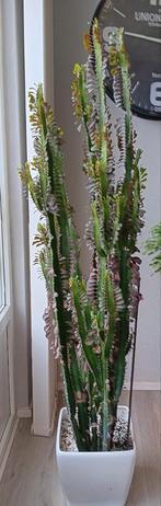 cowboycactus 180cm hoog, Huis en Inrichting, Ophalen