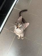 Kitten te koop, Boeken, Dieren en Huisdieren, Ophalen, Katten