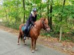 IJslander merrie 6 jaar, Dieren en Toebehoren, Merrie, Gechipt, Niet van toepassing, 3 tot 6 jaar