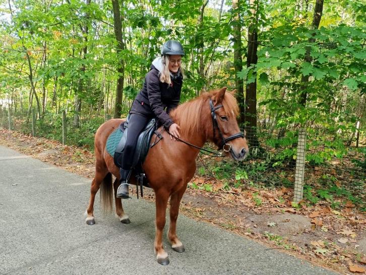 IJslander merrie 6 jaar, Dieren en Toebehoren, Pony's, Merrie, Niet van toepassing, D pony (1.37m tot 1.48m), Recreatiepony, 3 tot 6 jaar