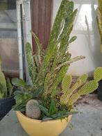 Cactus, Tuin en Terras, Planten | Tuinplanten, Ophalen