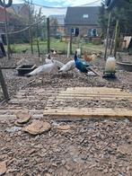 Zwartvleugel pauwen, Meerdere dieren, Overige soorten
