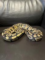Ball python, Dieren en Toebehoren, Slang, Tam, 0 tot 2 jaar
