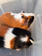 2 cavia zusjes, Animaux & Accessoires, Rongeurs, Juin, Plusieurs animaux, Cobaye