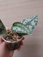 Scindapsus silver lady, Huis en Inrichting, Kamerplanten, Ophalen of Verzenden
