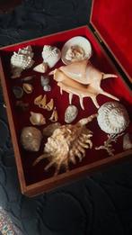 Coquillages et crustacés.....pour Collectionneurs., Collections, Enlèvement, Coquillage(s)