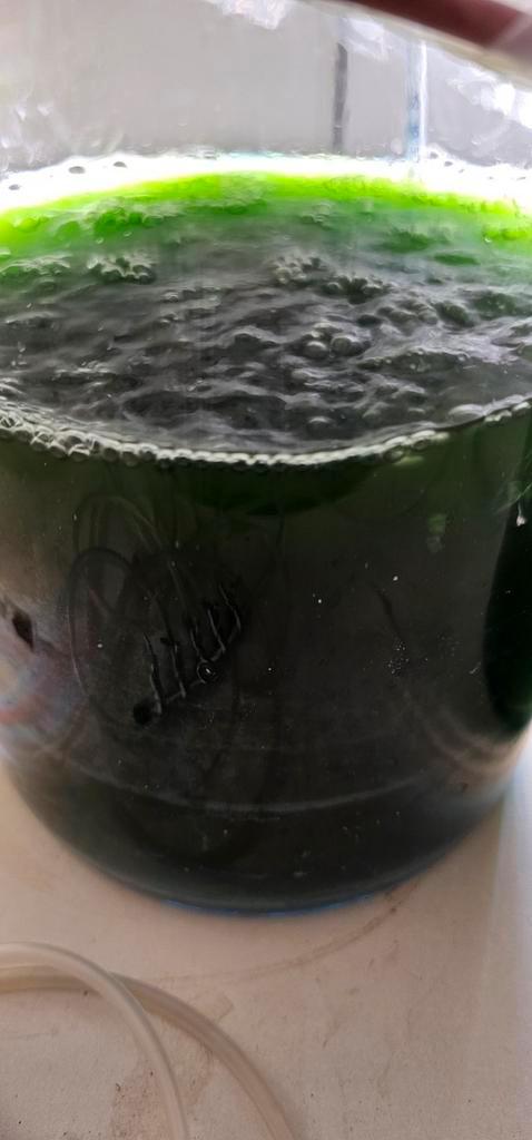 Phytoplancton vivant pour aquarium marin ,recifal,coraux, Animaux & Accessoires, Poissons | Aquariums & Accessoires, Comme neuf