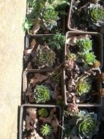 Sempervivum, sedum, donderlook, Tuin en Terras, Ophalen, Vaste plant, Bodembedekkers, Volle zon