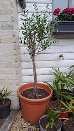 olijfboom, Ophalen, In pot, Olijfboom