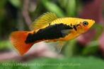 Platy variatus, Animaux & Accessoires, Poisson, Poisson d'eau douce