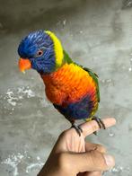 Handtamme lori, Dieren en Toebehoren, Mannelijk, Pratend