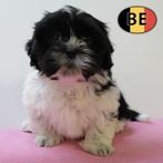 Lhasa Apso - pupjes geboren in België, België, CDV (hondenziekte), 8 tot 15 weken, Meerdere