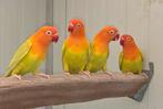 Fischeri fallow opaline groen 21, 22, 23, 24, Dieren en Toebehoren