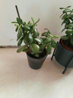 crassula ovata minor, Maison & Meubles, Plantes d'intérieur, Plante succulente, Enlèvement ou Envoi