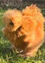 Twee USA zijdehoenders hennen ( zijdehoender), Dieren en Toebehoren