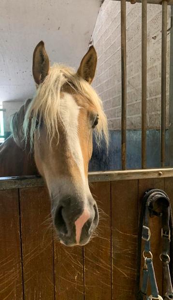 Mooie Haflinger merrie beschikbaar voor biedingen