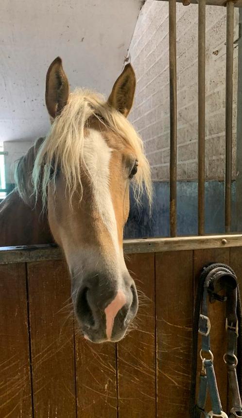 Mooie Haflinger merrie, Dieren en Toebehoren, Pony's, Merrie, Zadelmak, Ontwormd